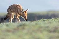 LE SECRET DU LOUP D’ÉTHIOPIE