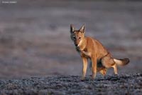 LE SECRET DU LOUP D’ÉTHIOPIE