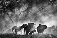 GHOST ELEPHANTS
